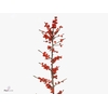 Ilex Orange Glow Drielen