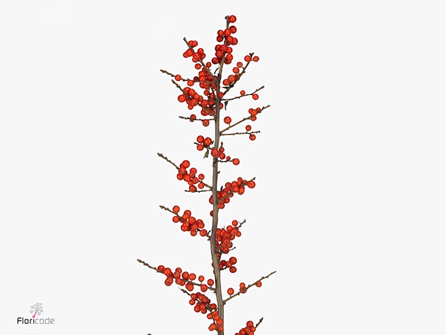 Ilex Orange Glow Drielen