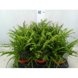 Nephrolepis cord. 'Duffii'
