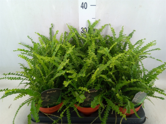 <h4>Nephrolepis cord. 'Duffii'</h4>