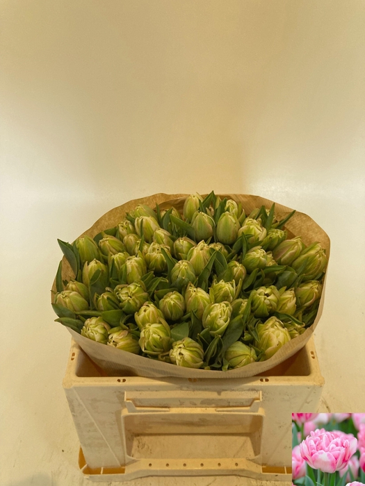 <h4>TU DU FOXTROT</h4>