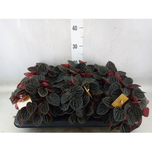 Peperomia