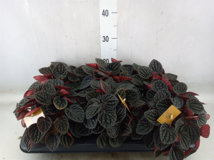 <h4>Peperomia</h4>