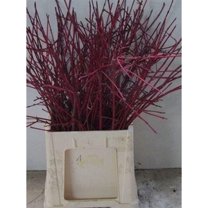 Cornus Alba Sibirica Vertakt