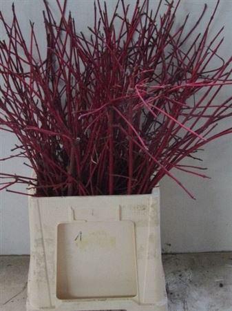 <h4>Cornus Alba Sibirica Vertakt</h4>