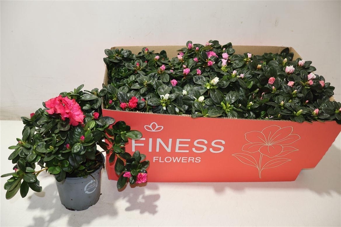 <h4>Rhodo Si Vogel Gem</h4>