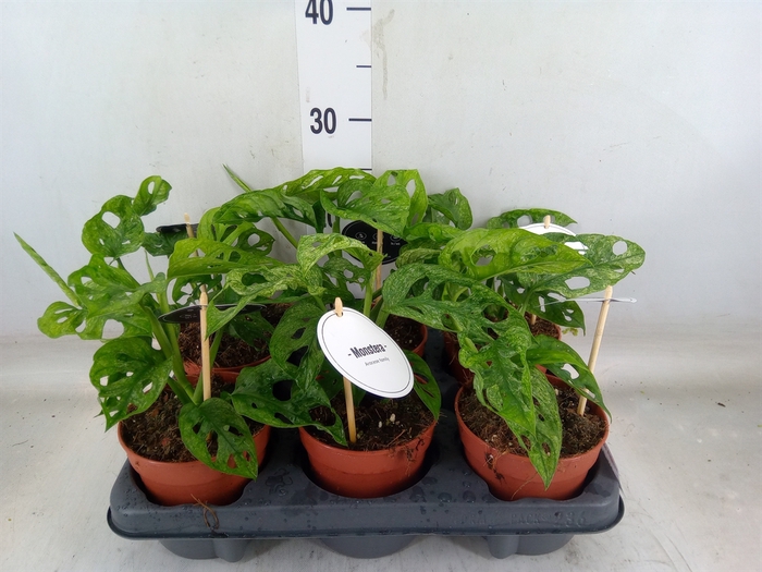 <h4>Monstera obliqua 'Leichtlinii'</h4>