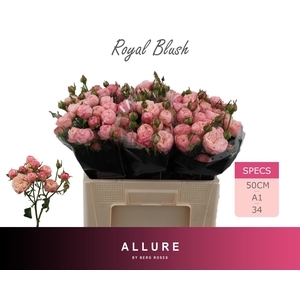 R TR ROYAL BLUSH
