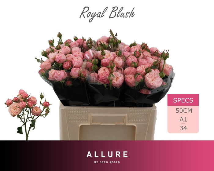 <h4>R TR ROYAL BLUSH</h4>