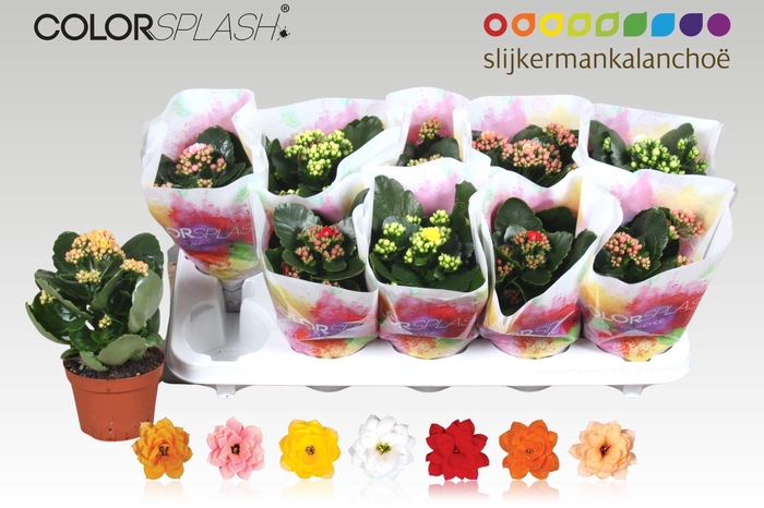 <h4>KAL GE GEM 7 KL</h4>