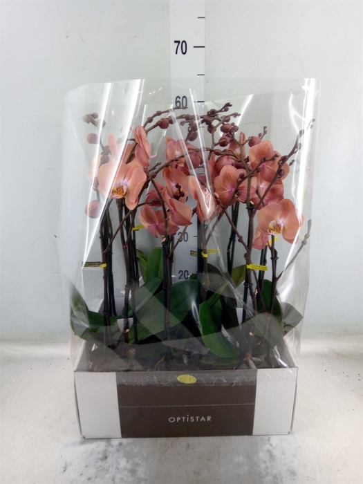 <h4>Phalaenopsis   ...orange</h4>