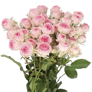 Rosa TR 'Kate-lynn' FRANSEN