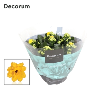 Kalanchoe Decorum - Yellow