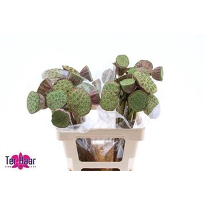 Nelumbo Nucifera