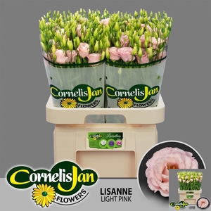 EUS G LISANNE L PINK