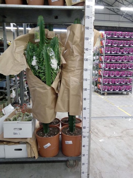 <h4>Euphorbia   ...</h4>