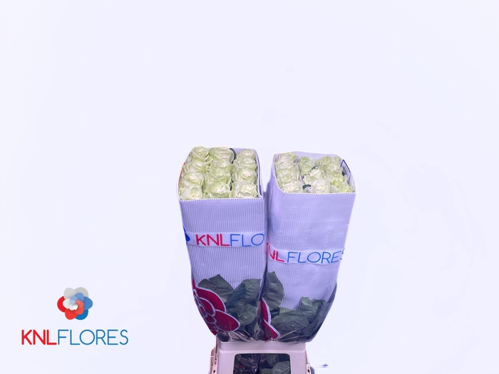 <h4>R GR MONDIAL</h4>