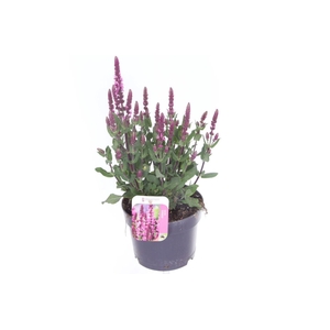 Salvia nemorosa Caradonna Compact Rose