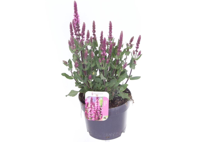 <h4>Salvia nemorosa Caradonna Compact Rose</h4>