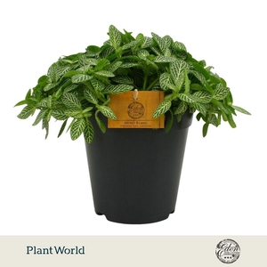 Fittonia Verschaffeltii 15cm