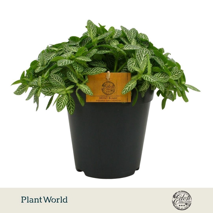 <h4>Fittonia Verschaffeltii 15cm</h4>