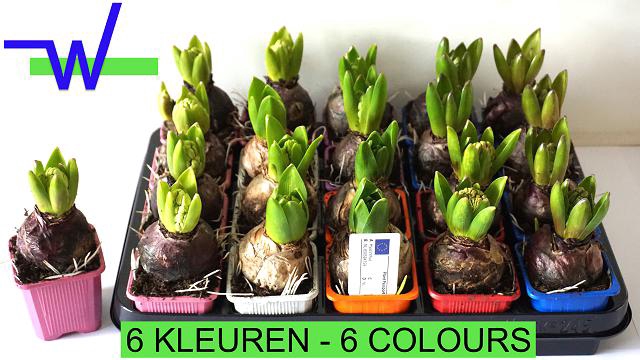 Hyacinthus mixed 7Ø 15cm 1pp