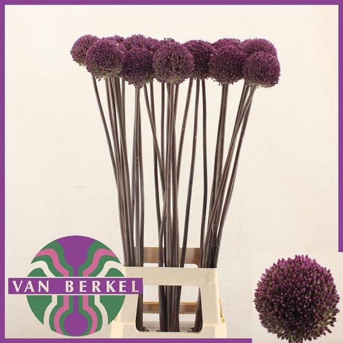 <h4>ALLIUM SUMMER DRUMME</h4>