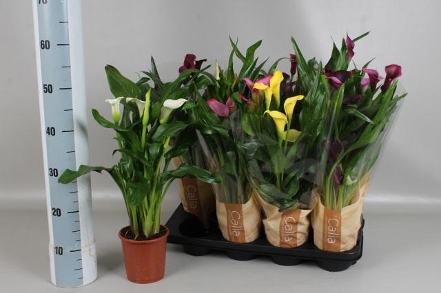 <h4>ZANT GEM 6 KL</h4>