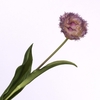 Tulipa Crispa Purple Cream FL440262CRM