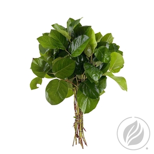 Salal Tips Dyna