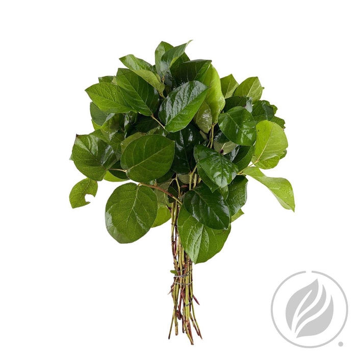 Salal Tips Dyna