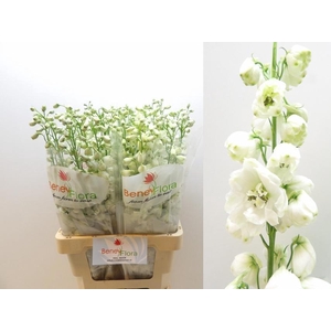 DELPH DU GUARD WHITE