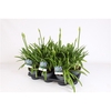 Agapanthus Charlotte wit pot 12 cm 2-5 bloem/knop