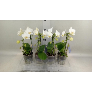 Phalaenopsis   ...white