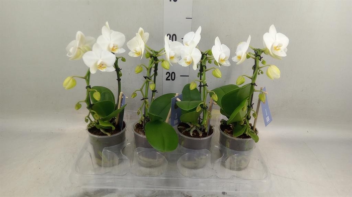 <h4>Phalaenopsis   ...white</h4>