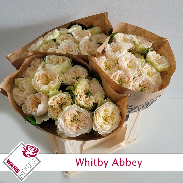 <h4>R Gr Whitby Abbey Wans</h4>