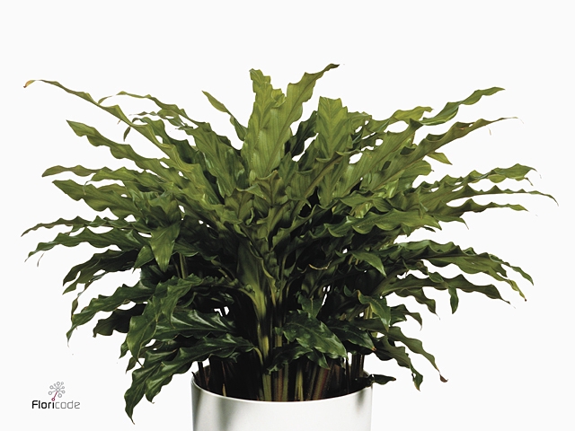 Calathea rufibarba 'Blue Grass'