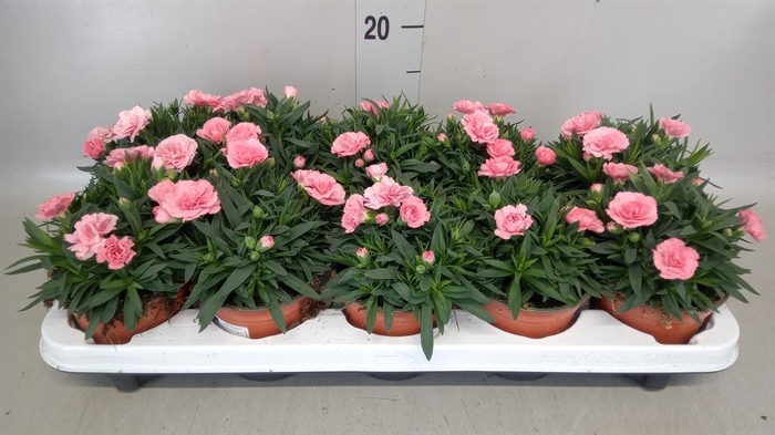 <h4>Dianthus  'Oscar Pink Star'</h4>