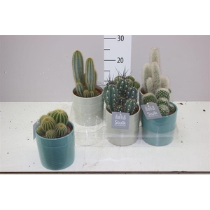 Cactus Gemengd Tess Keramiek