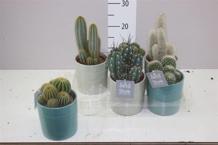 <h4>Cactus Gemengd Tess Keramiek</h4>