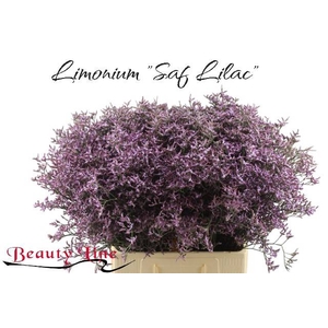 LIM SAF LILAC