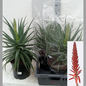 ALOE ARBORESCENS
