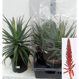 ALOE ARBORESCENS