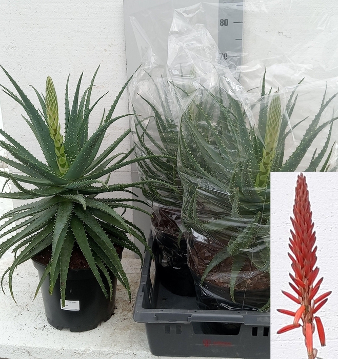 <h4>ALOE ARBORESCENS</h4>