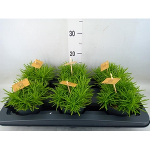 Senecio archeri 'Himalaya'