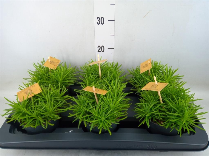 <h4>Senecio archeri 'Himalaya'</h4>