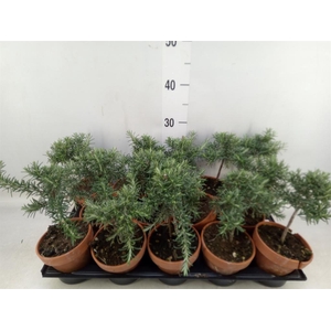 Rosmarinus officinalis 'Prostratus'