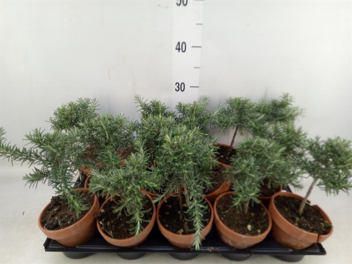 <h4>Rosmarinus officinalis 'Prostratus'</h4>