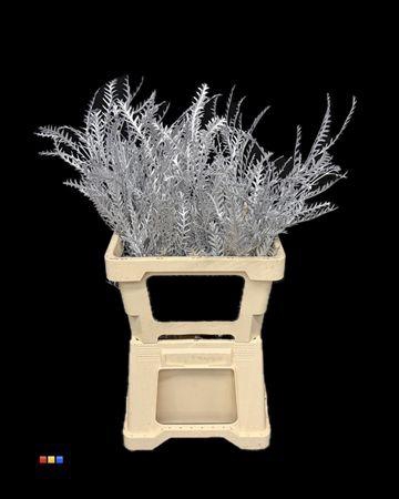 <h4>Grevillea Ivanhoe Silver</h4>