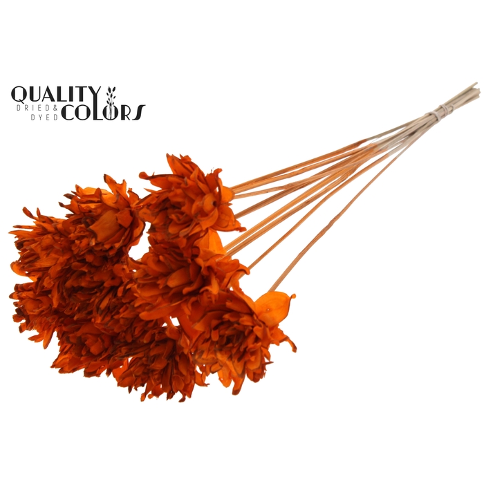 <h4>Shola Slice Pine 6cm on stem Orange</h4>